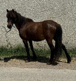 Club équestre Le Diplodocus, Club equestre Le Diplodocus