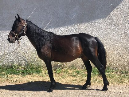 Club équestre Le Diplodocus, Club equestre Le Diplodocus
