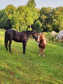 Club équestre Le Diplodocus, Club equestre Le Diplodocus