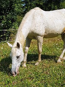 Club équestre Le Diplodocus, Club equestre Le Diplodocus