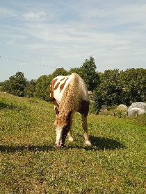 Club équestre Le Diplodocus, Club equestre Le Diplodocus