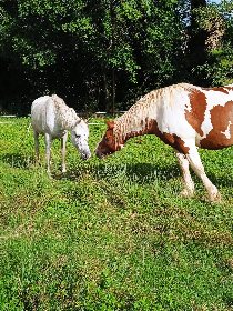 Club équestre Le Diplodocus, Club equestre Le Diplodocus