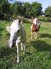 Club équestre Le Diplodocus, Club equestre Le Diplodocus