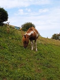 Club équestre Le Diplodocus, Club equestre Le Diplodocus