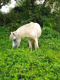 Club équestre Le Diplodocus, Club equestre Le Diplodocus