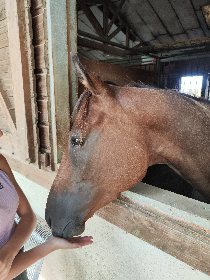 Club équestre Le Diplodocus, Club equestre Le Diplodocus