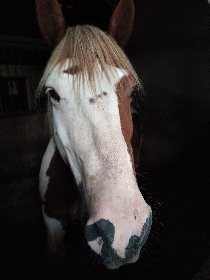 Club équestre Le Diplodocus, Club equestre Le Diplodocus