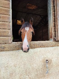 Club équestre Le Diplodocus, Club equestre Le Diplodocus